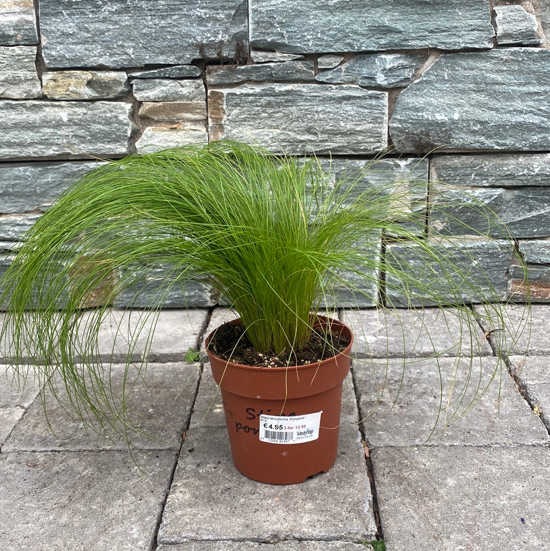 Stipa tenuissima Ponytails 12cm Pot - Image 4