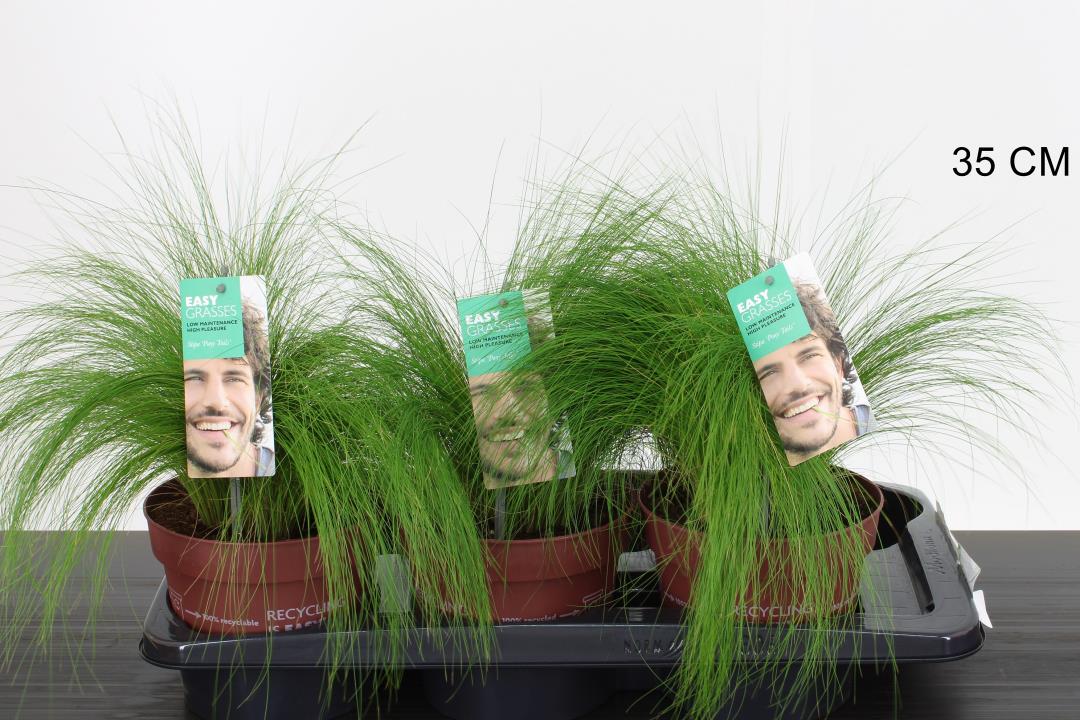 Stipa tenuissima Ponytails - Image 2