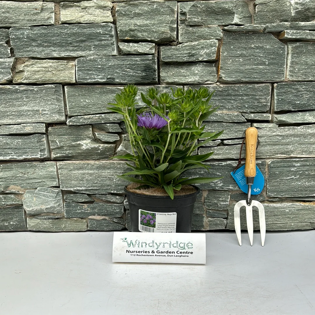 STOKESIA Mega Mels - Image 3