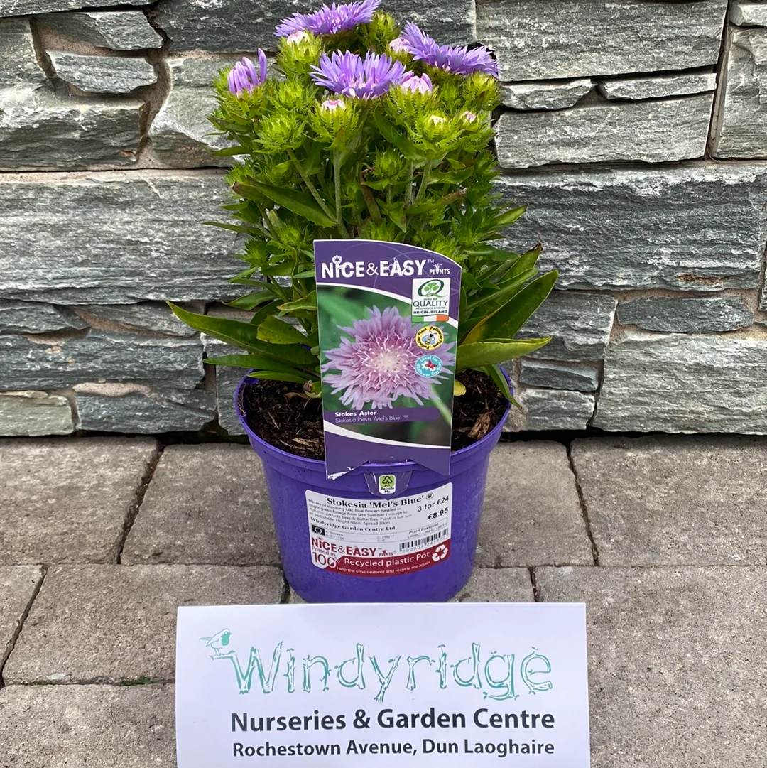 Stokesia Mels Blue - Image 4