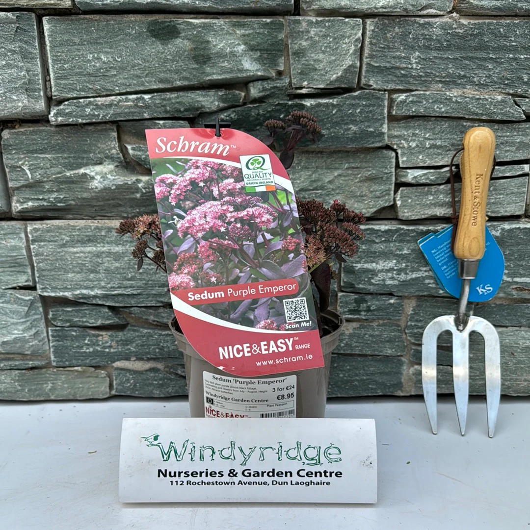Stonecrops Sedum Purple Emperor (2Ltr Pot) - Image 2