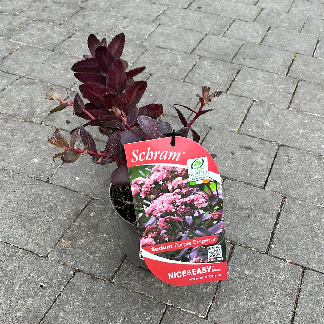 Stonecrops Sedum Purple Emperor (2Ltr Pot) - Image 3