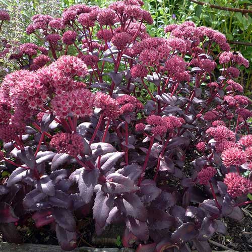 Stonecrops Sedum Purple Emperor (2Ltr Pot) - Image 4