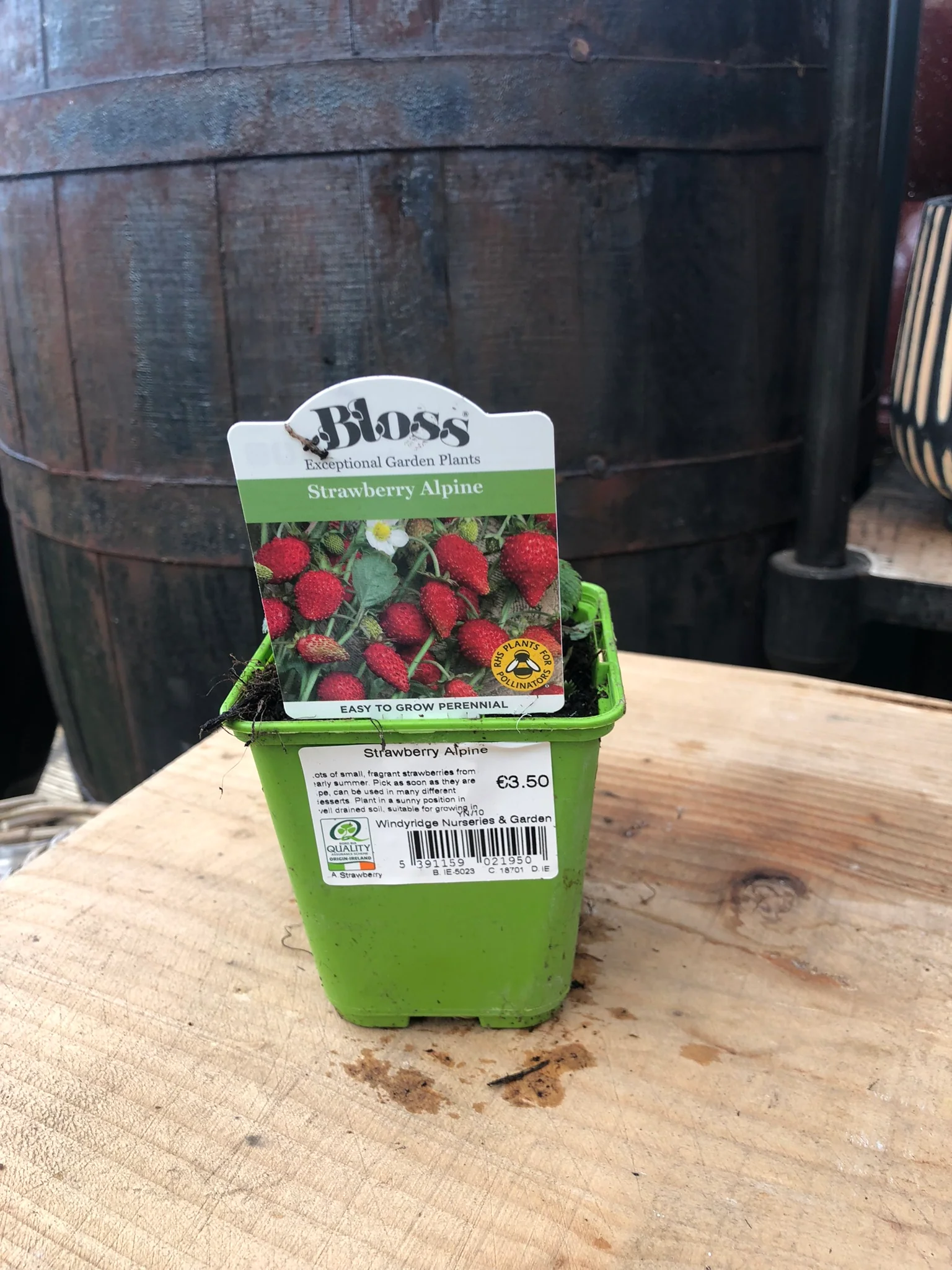 Strawberry Alpine - Image 3