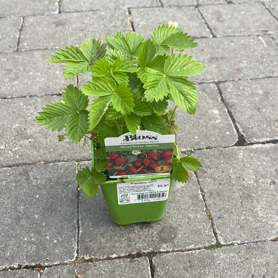 Strawberry Alpine - Image 4