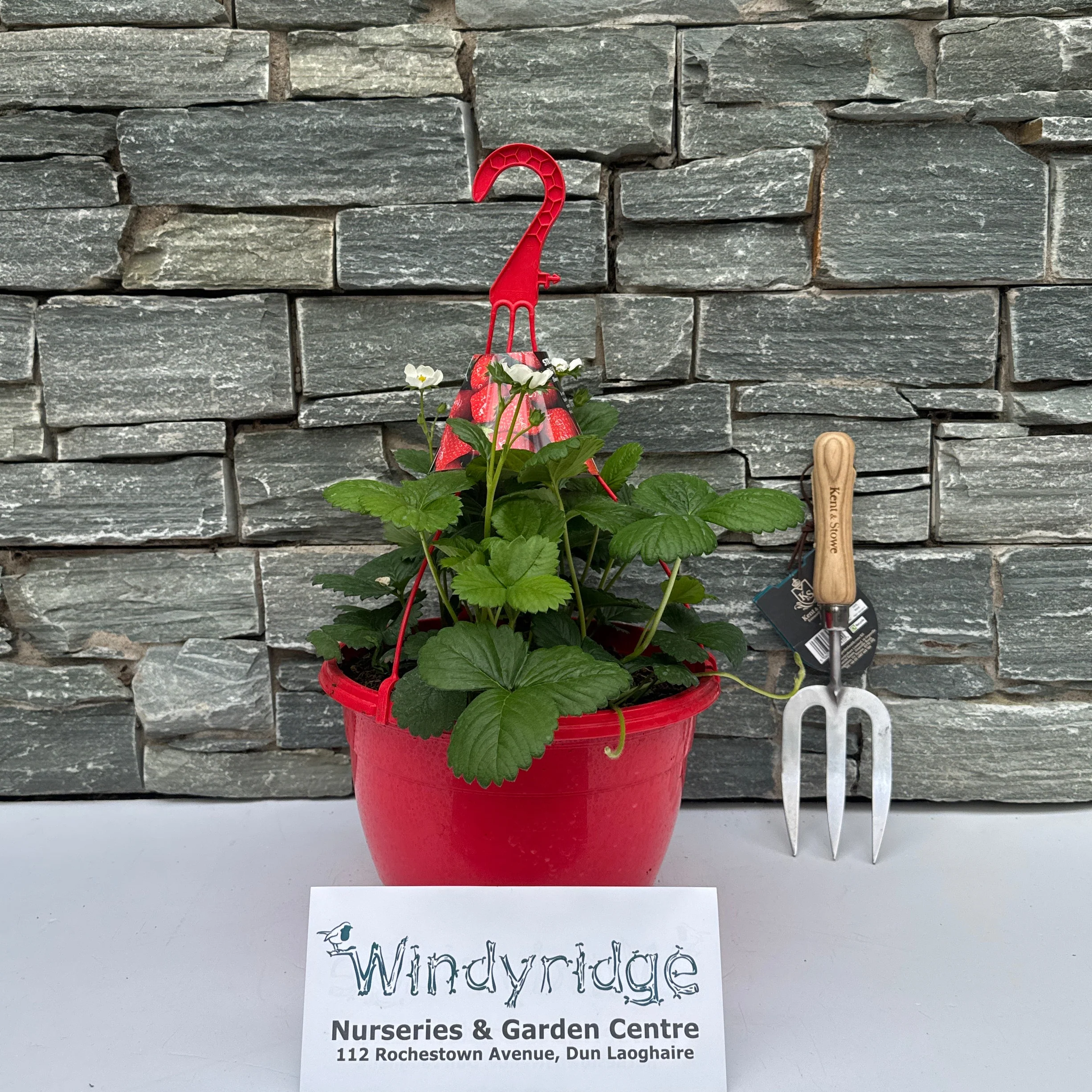 STRAWBERRY HANGING BASKET