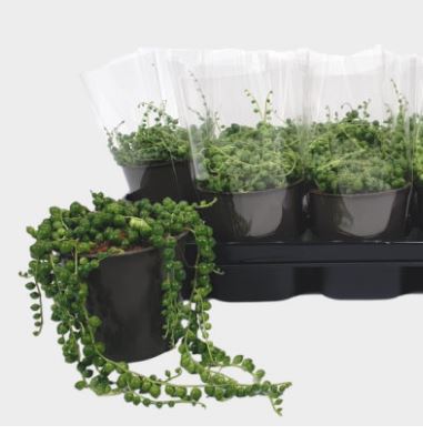 String Of Pearls Senecio Rowleyanus (12cm Pot)