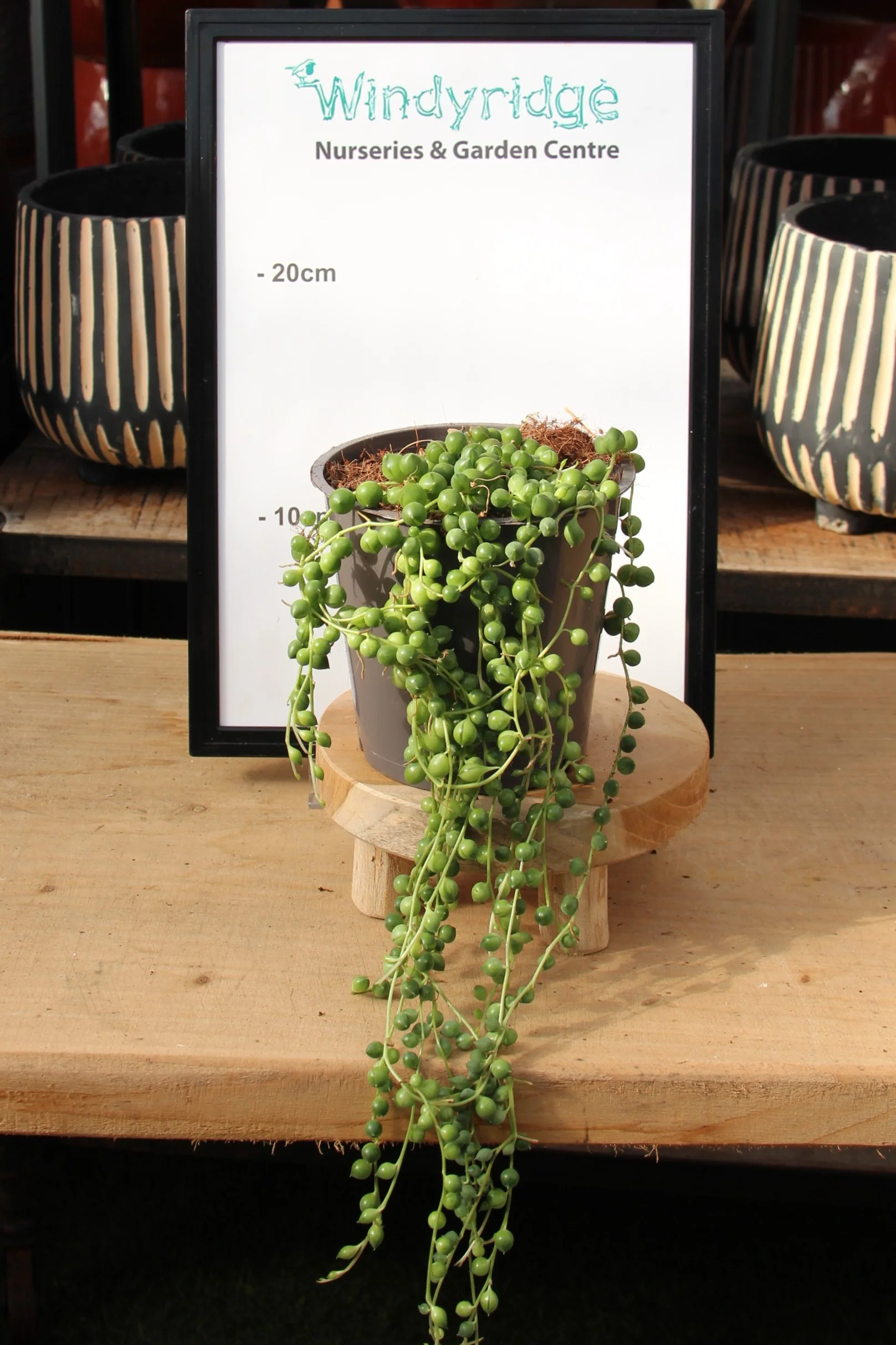 String Of Pearls Senecio Rowleyanus (12cm Pot) - Image 2