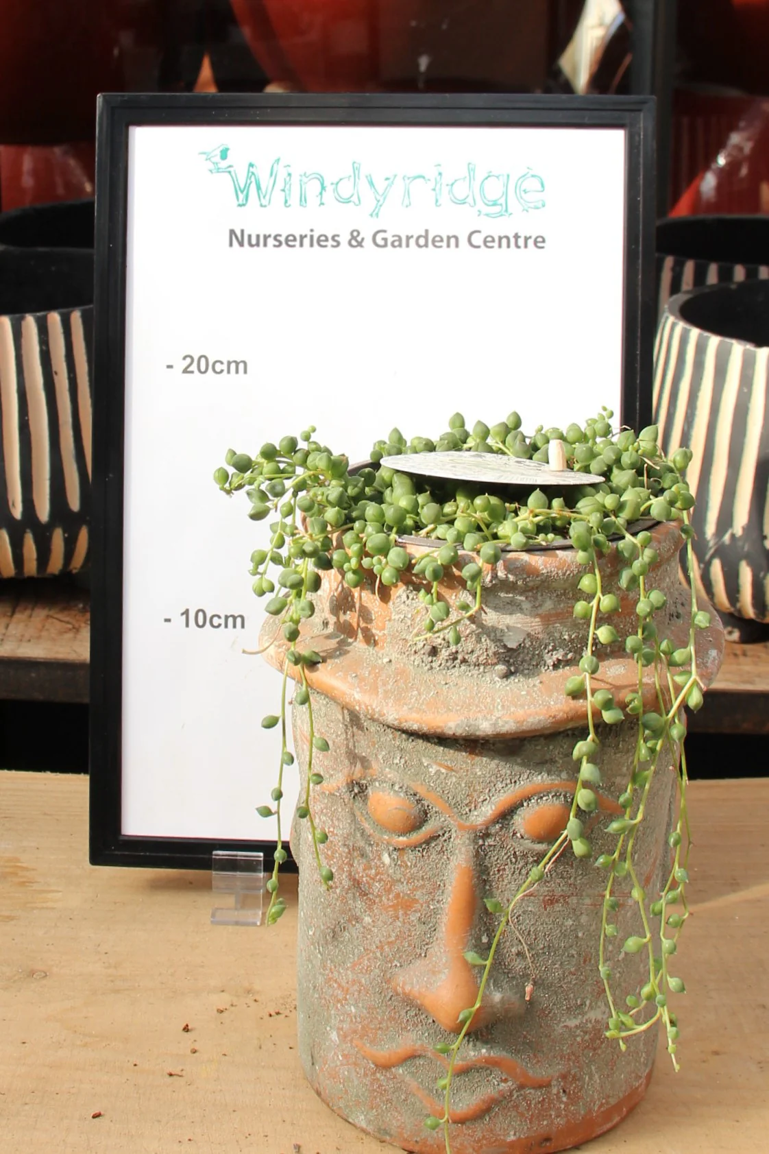 String Of Pearls Senecio Rowleyanus (15cm Ceramic Pot) - Image 2