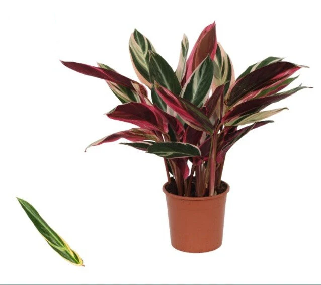 Stromanthe sanguin. 'Triostar' - Image 2