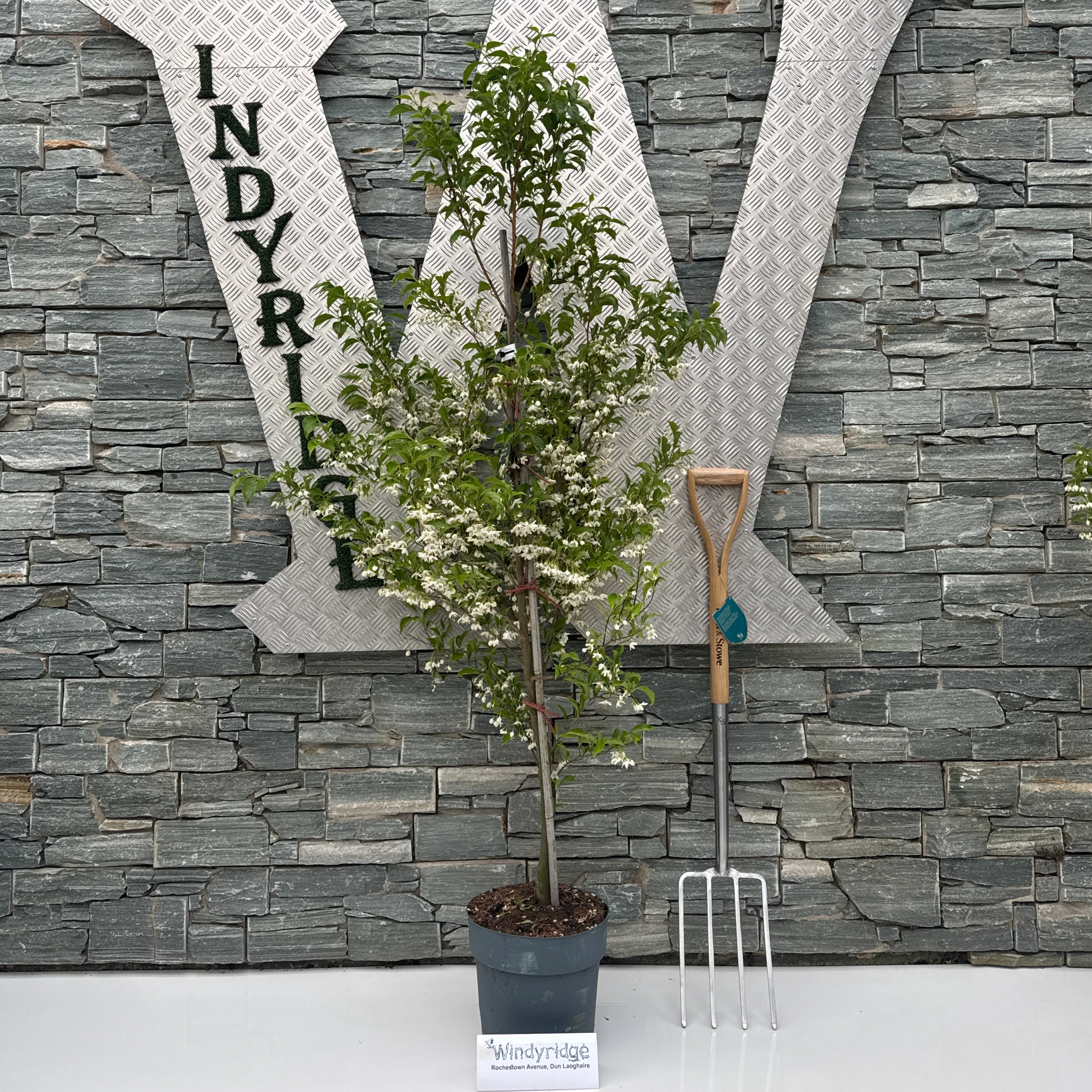 Styrax japonicus June Snow (pbr)