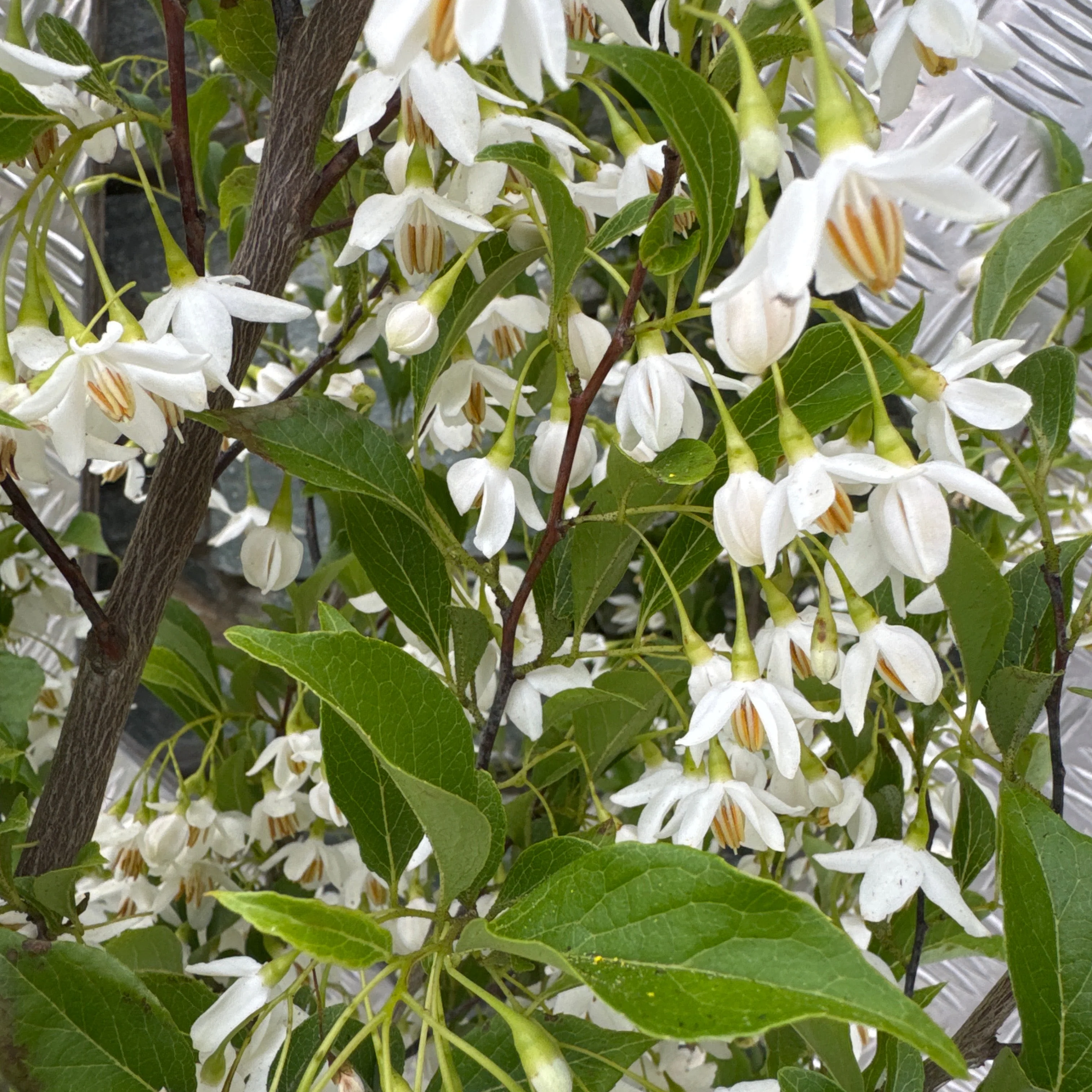 Styrax japonicus June Snow (pbr) - Image 2