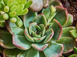 Succulent Plant Echeveria mix  (12cm Pot) - Image 2