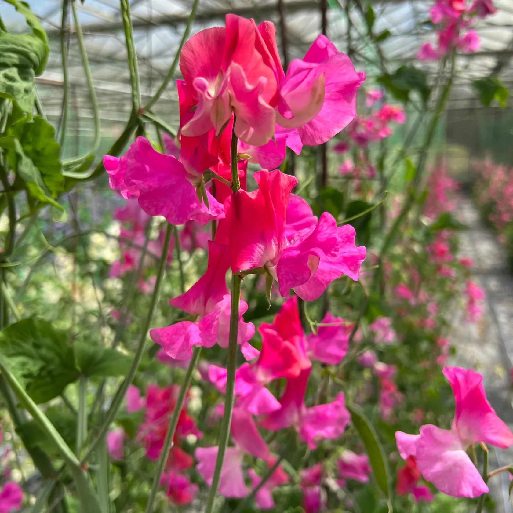 Sweet Pea Chance - Image 3