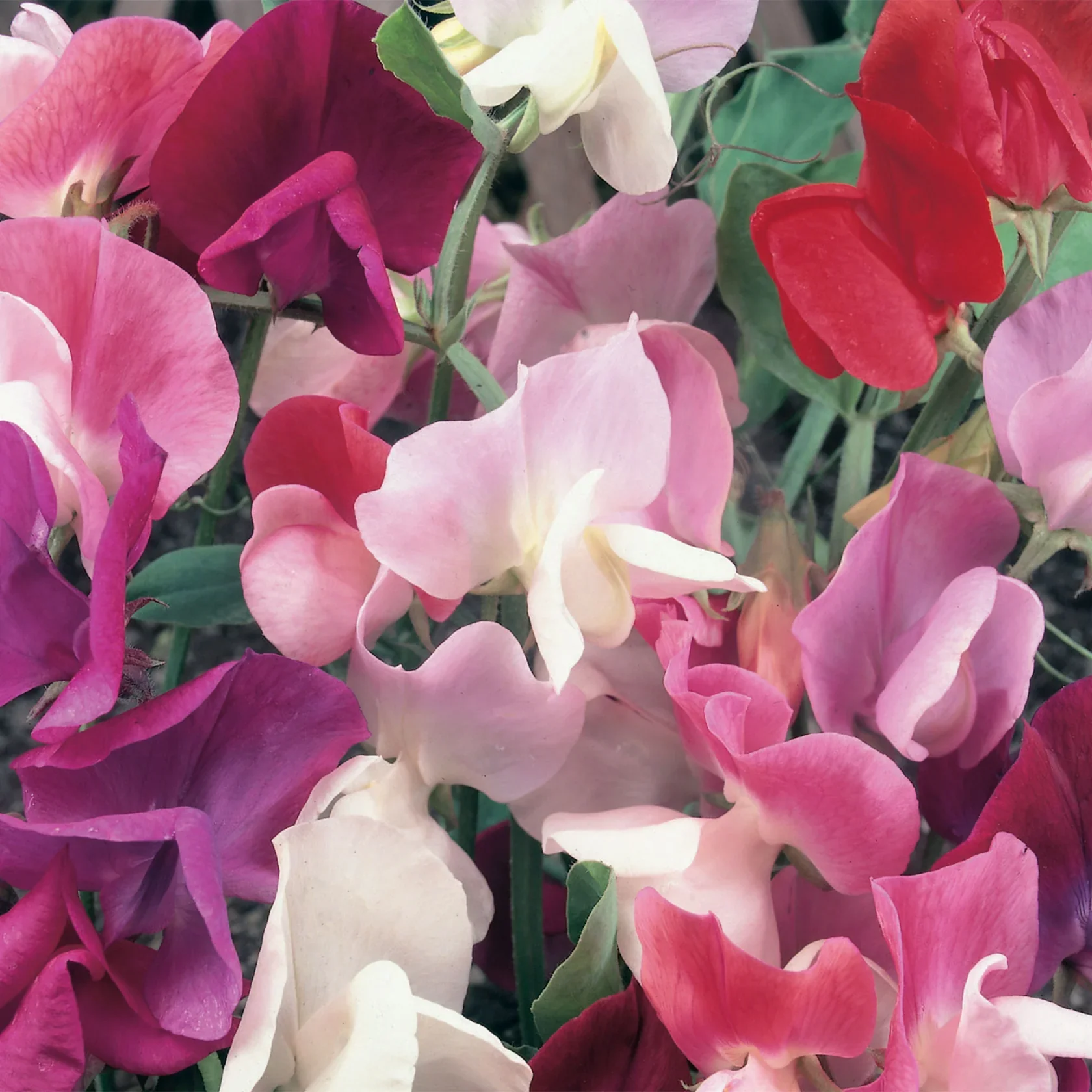 Sweet Pea Continental Mix - Image 2
