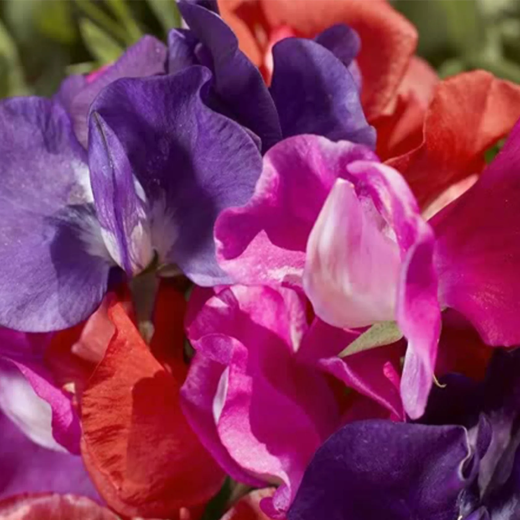 Sweet Pea Cupid Mix - Image 4