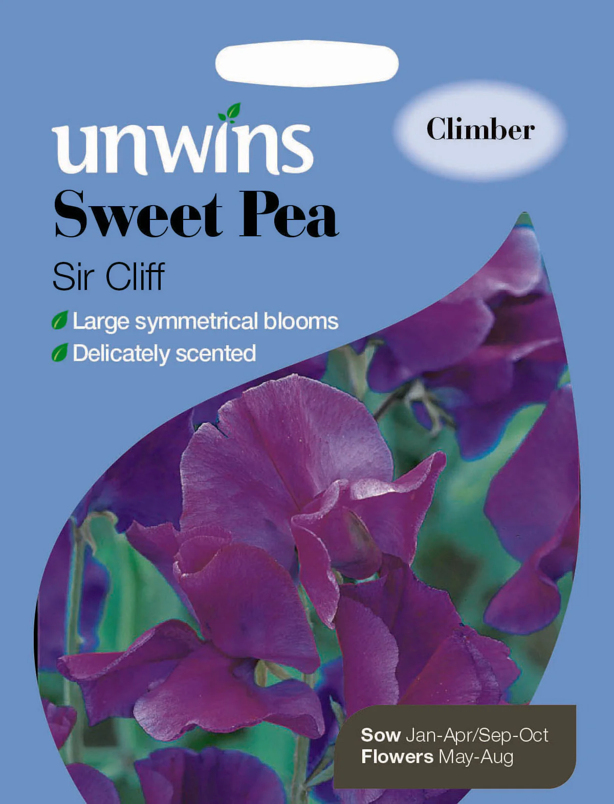 Sweet Pea Iris