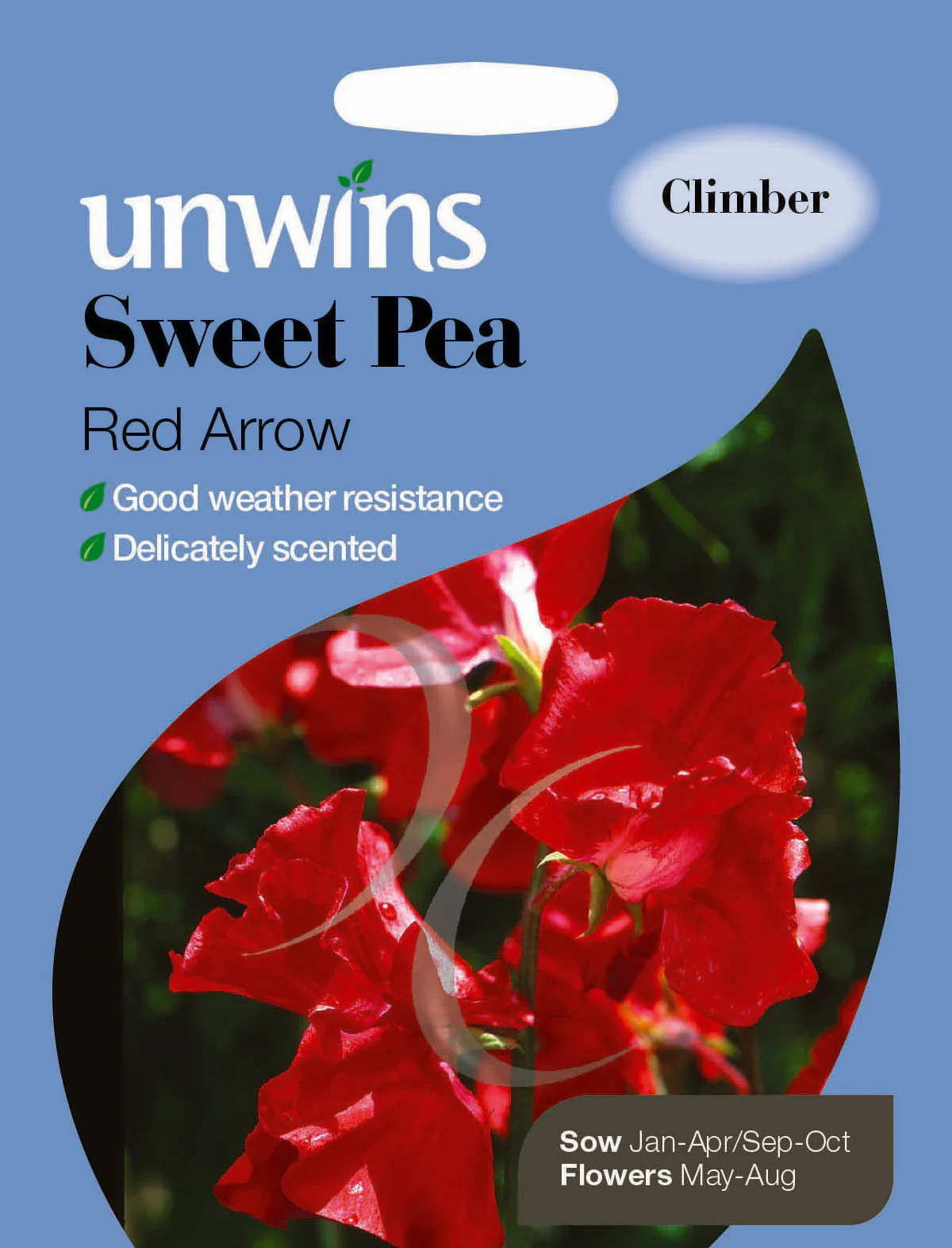 Sweet Pea Red Arrow