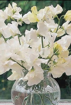 Sweet Pea Royal Wedding