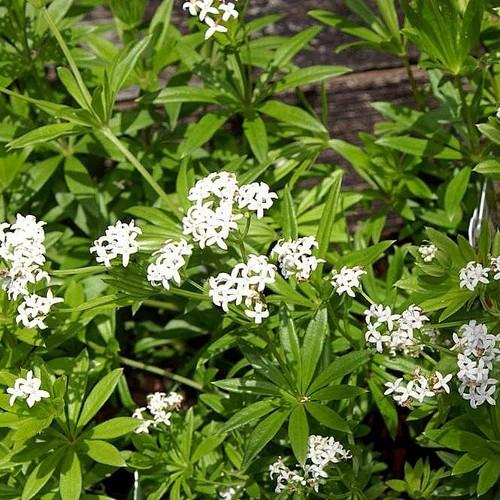 Sweet Woodruff - Image 2