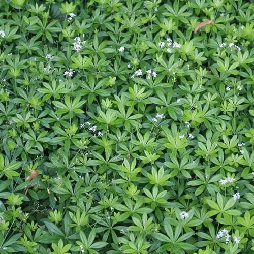Sweet Woodruff - Image 3