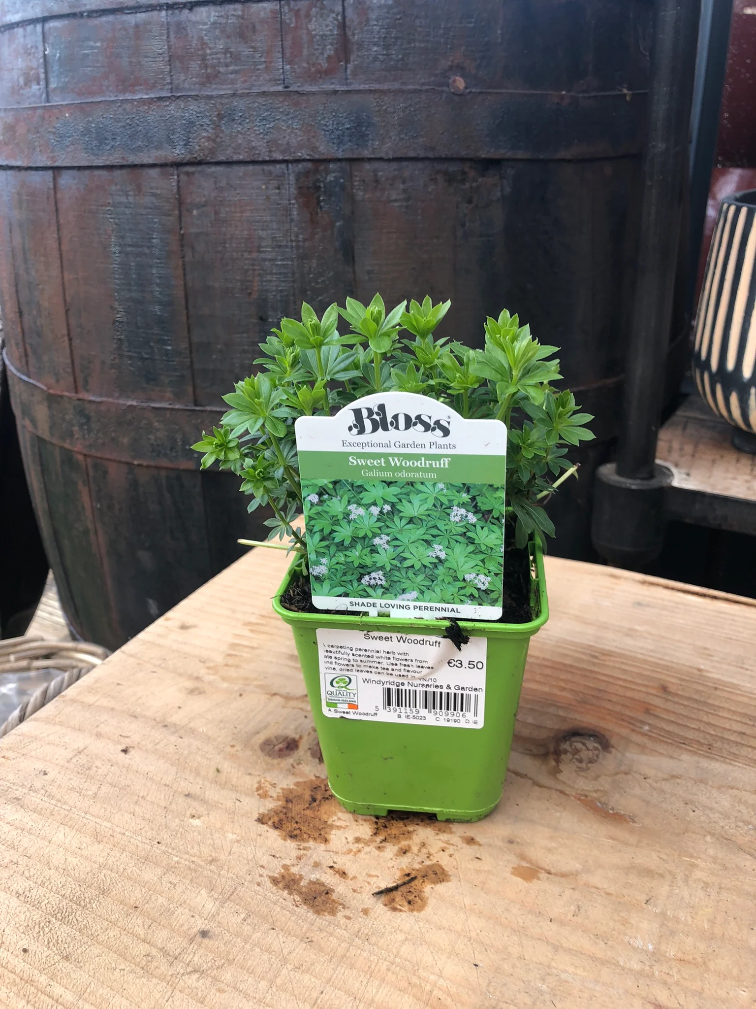 Sweet Woodruff - Image 4