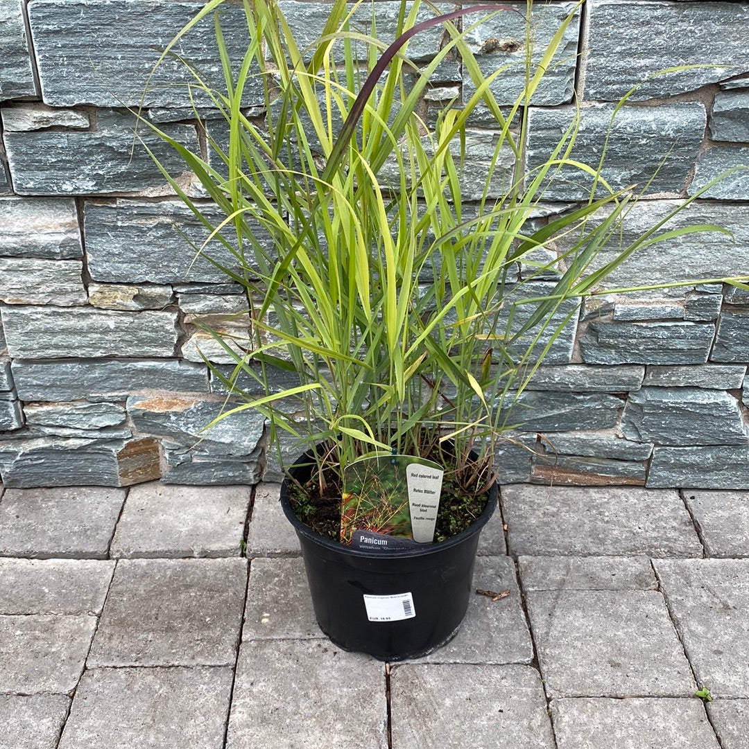 Switch Grass (Panicum Virgatum Shenandoah) - Image 2