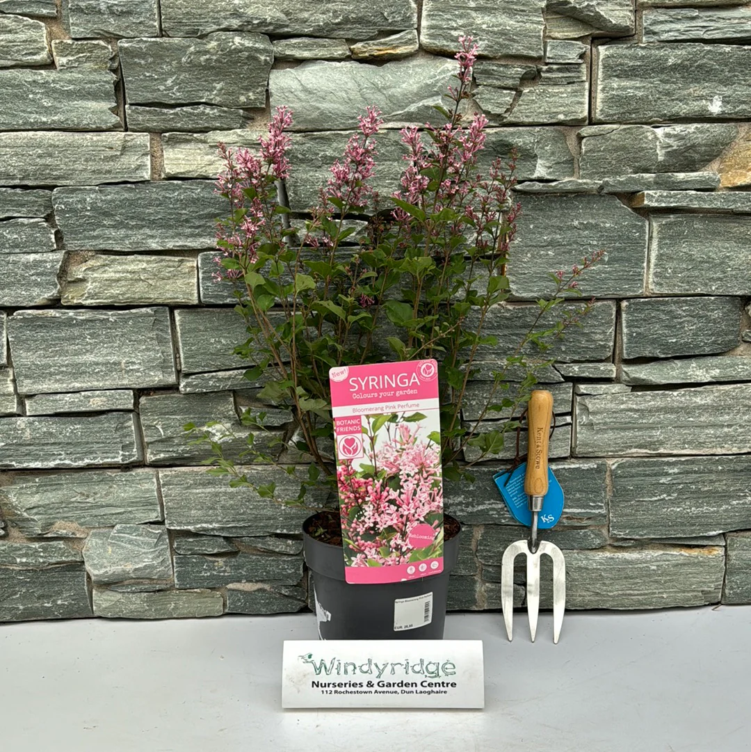 Syringa Bloomerang Pink Perfume - Image 2
