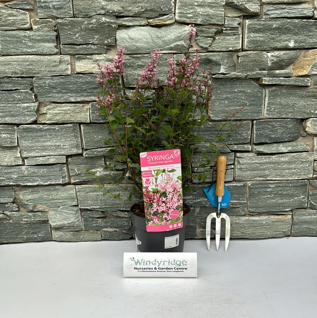 Syringa Bloomerang Pink Perfume - Image 3