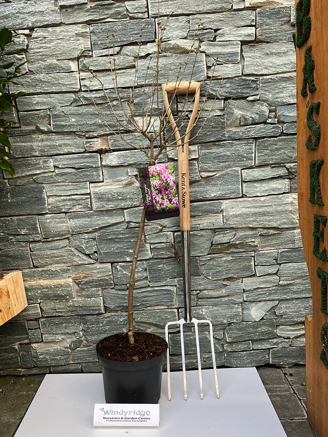 Syringa meyeri Palibin - Image 2