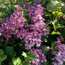 Syringa meyeri Palibin - Image 3