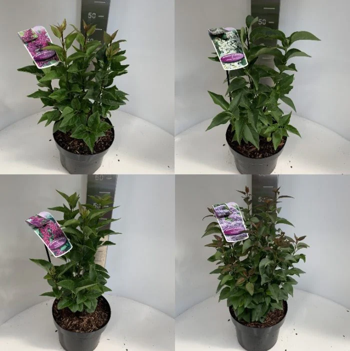 Syringa mix  5 Ltr pot