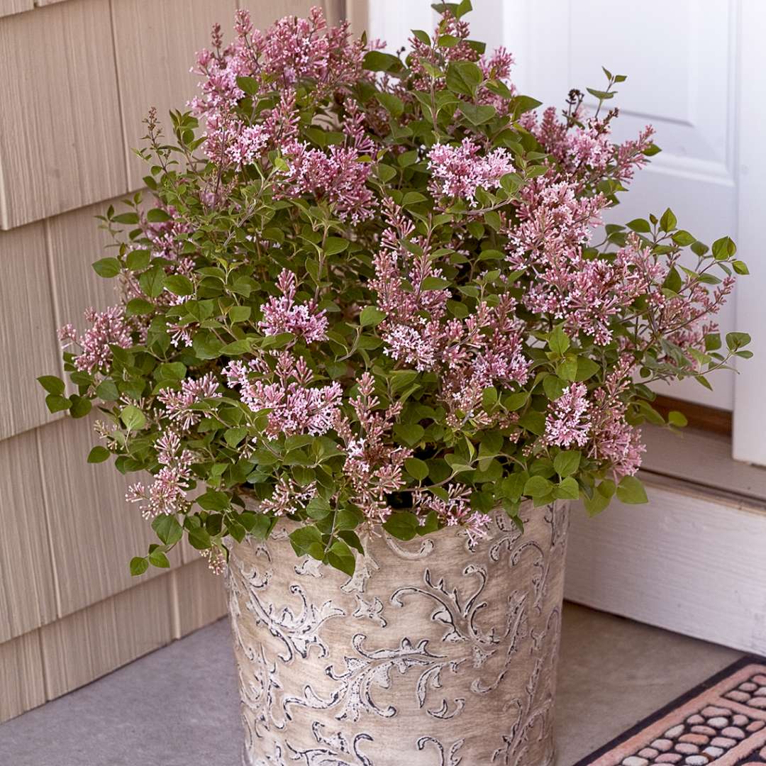 Syringa Pink Perfume