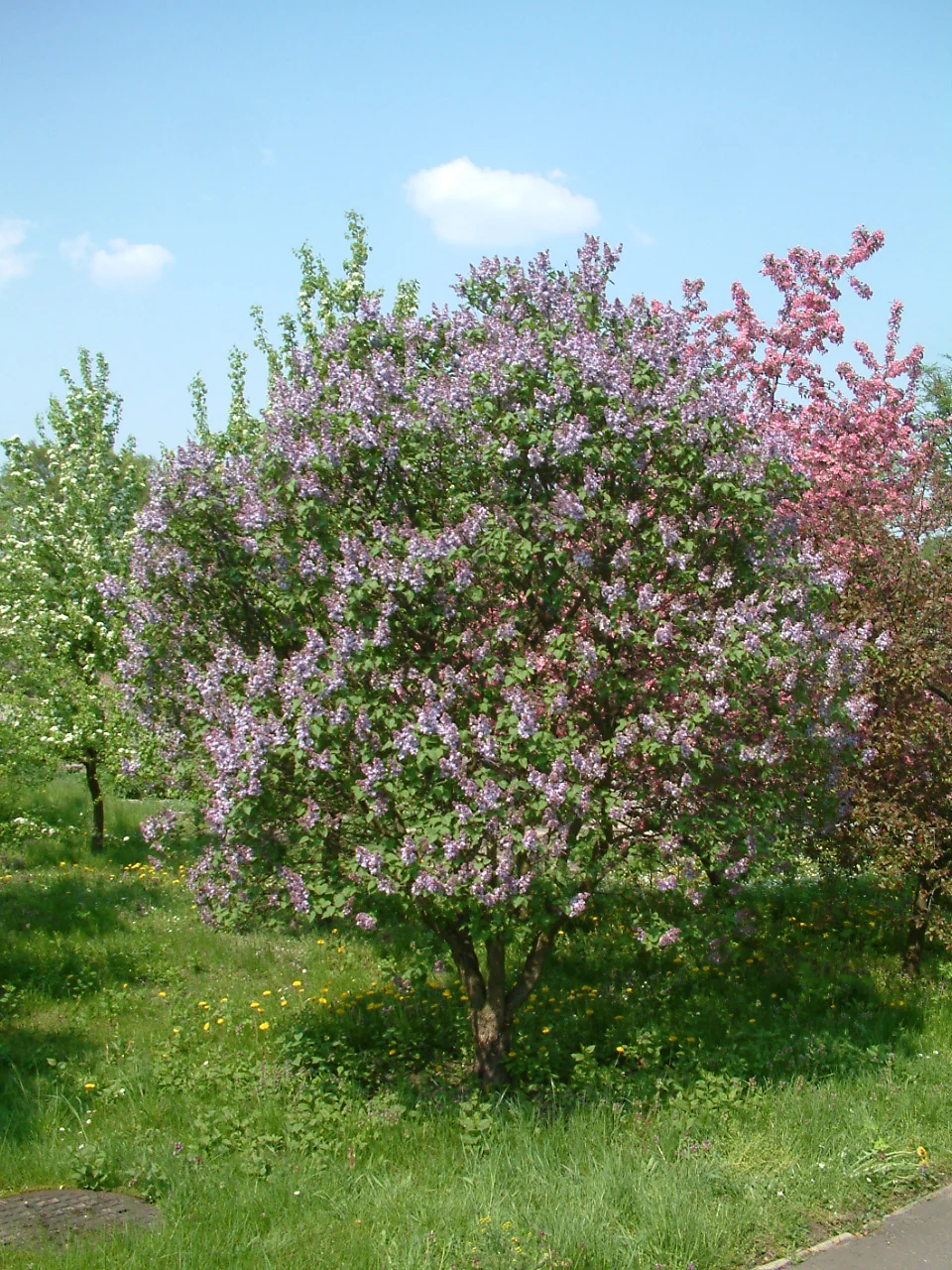 Syringa vulgaris