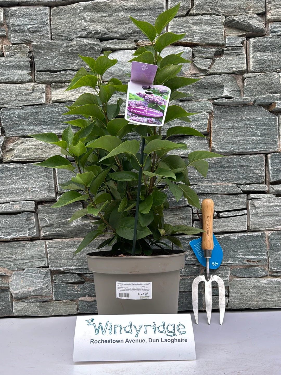 Syringa vulgaris Katherine Havemeyer  5 Ltr pot - Image 2