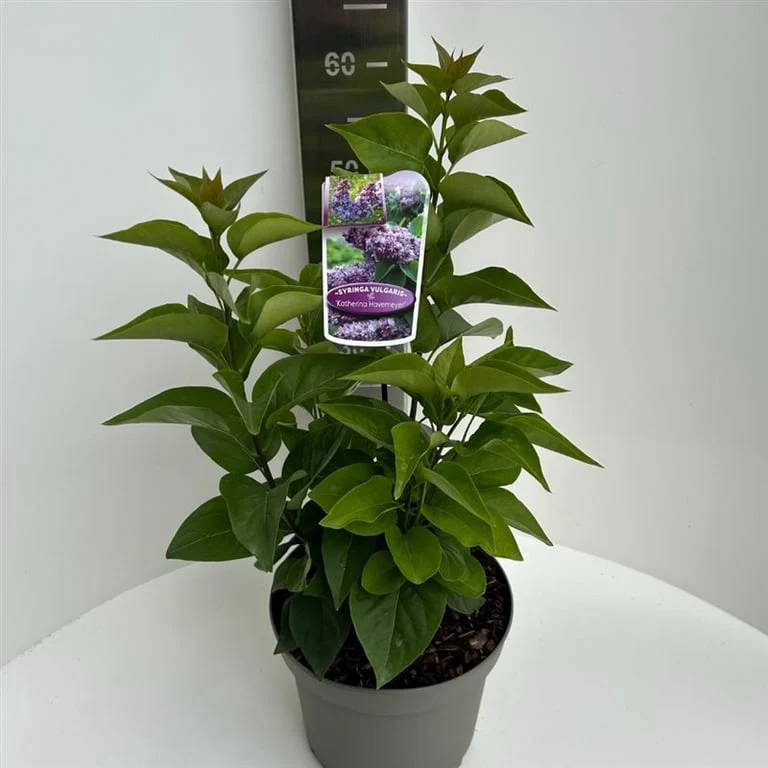 Syringa vulgaris Katherine Havemeyer  5 Ltr pot - Image 3