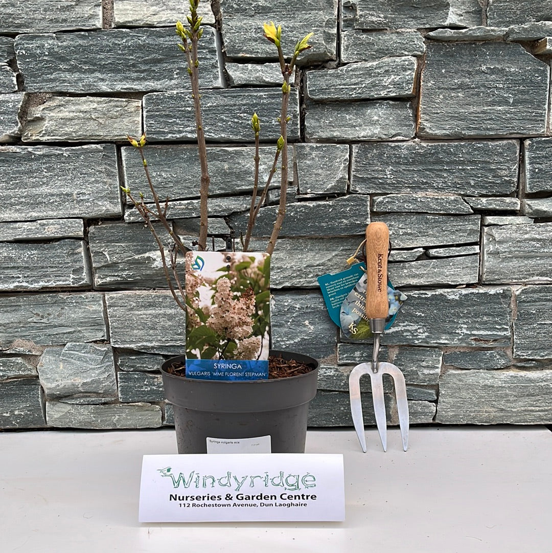 Syringa vulgaris mix  3 Ltr pot