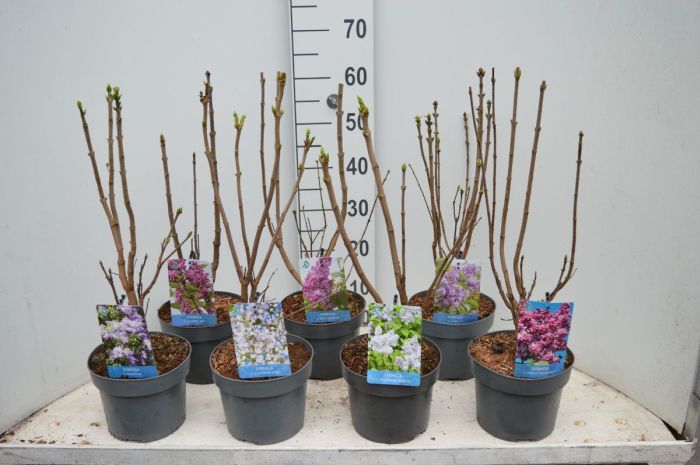 Syringa vulgaris mix  3 Ltr pot - Image 2