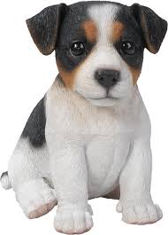 T/C Jack Russell Pup F