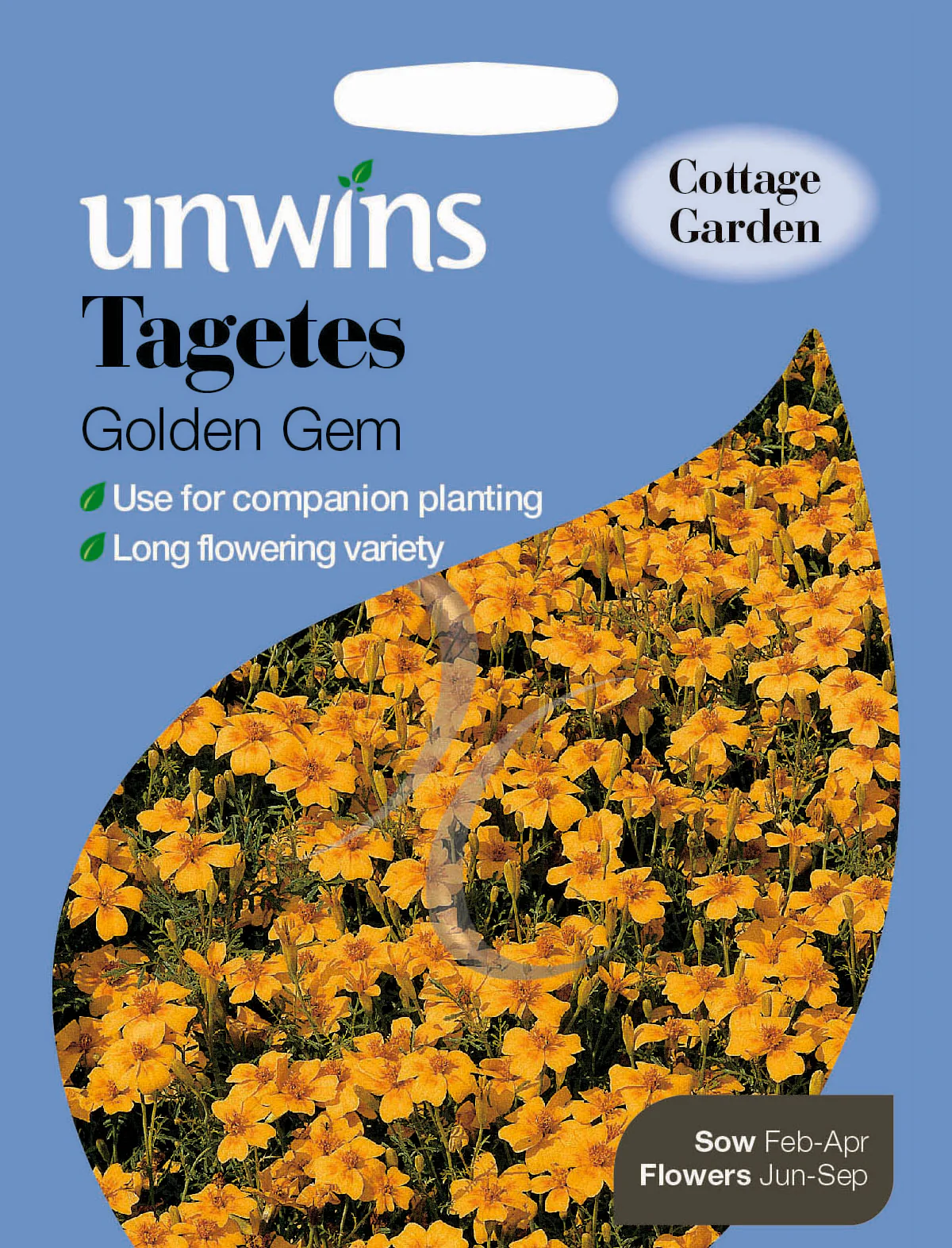Tagetes Golden Gem