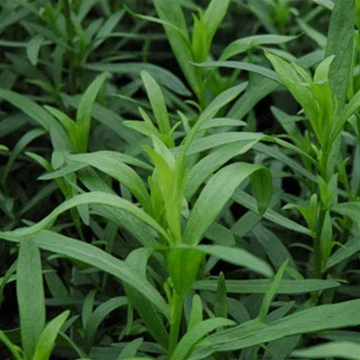 Tarragon French 9cm - Image 2