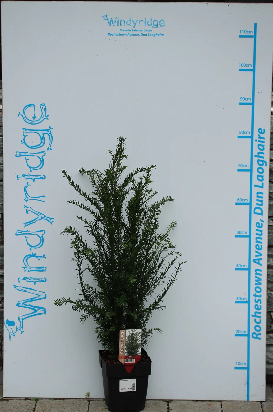 Taxus baccata - Image 2