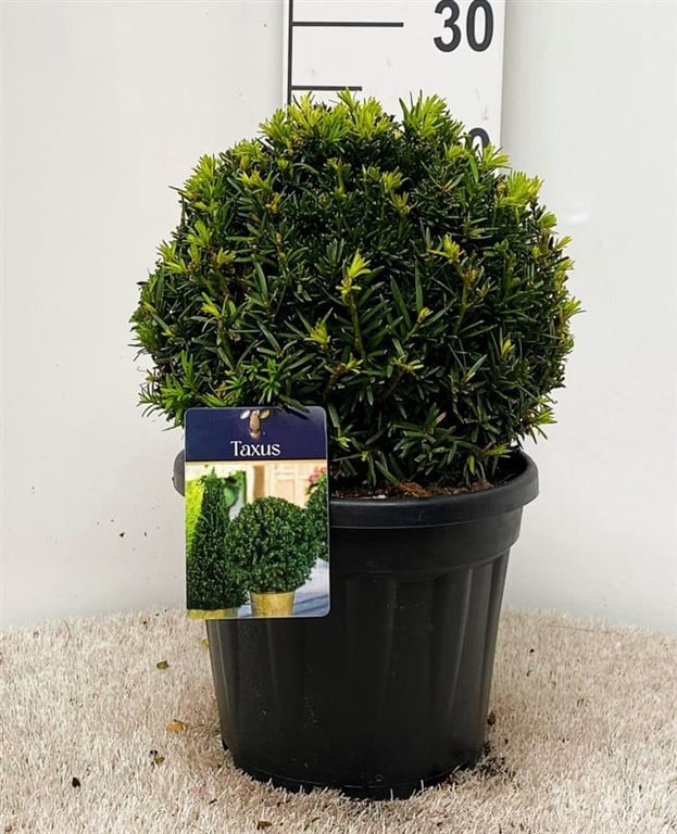 Taxus baccata / 25 CM BALL D5 - Image 2