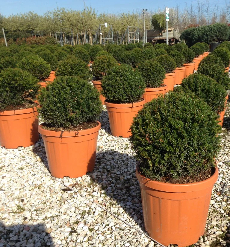 Taxus baccata  30-35 CM BALL C12