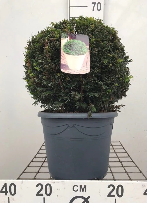 Taxus baccata  30-35 CM BALL C12 - Image 2