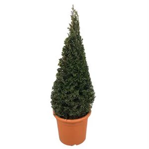 Taxus baccata  70-80 CM PYR C10