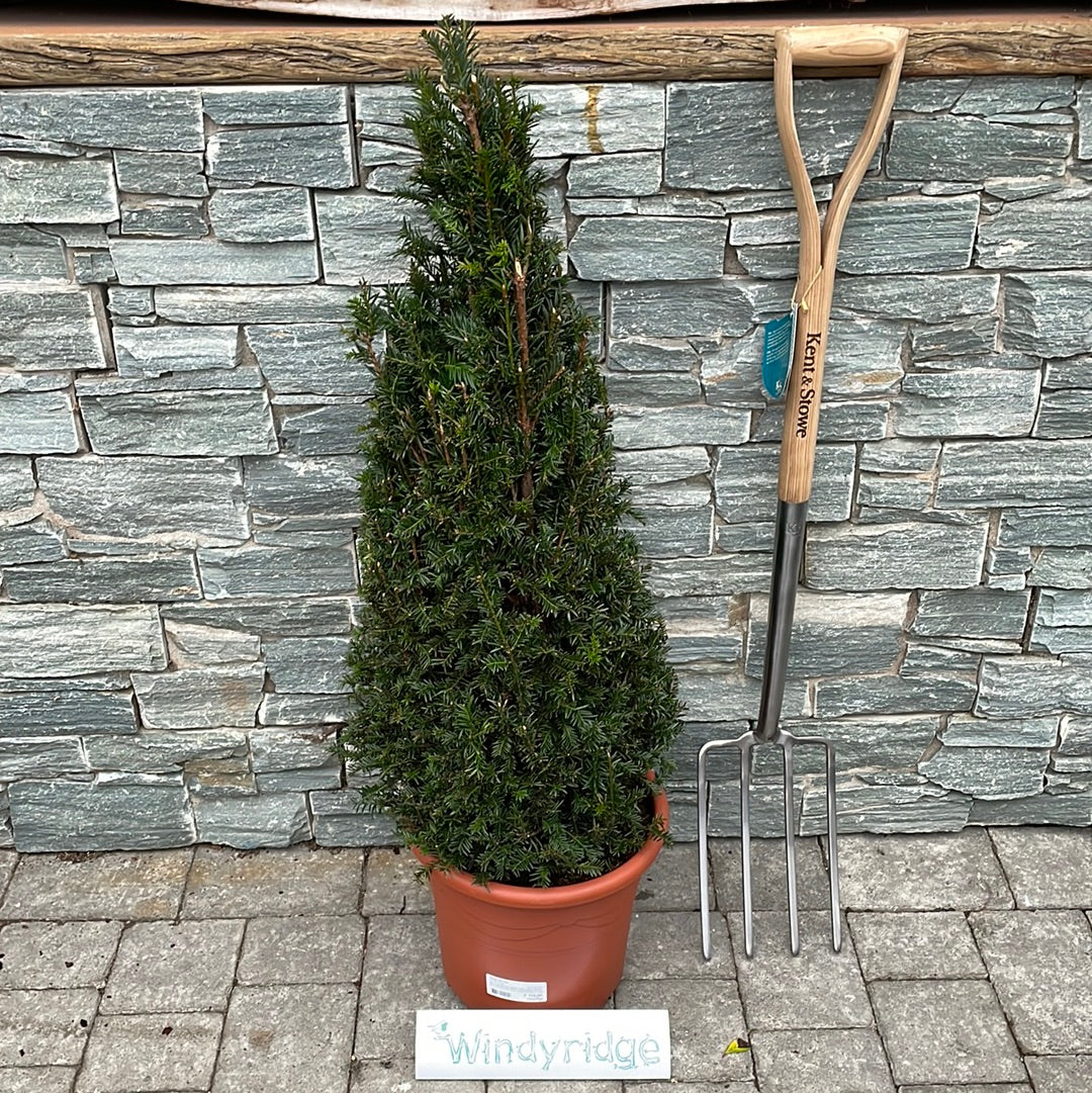 Taxus baccata  80-90 CM PYR - Image 2