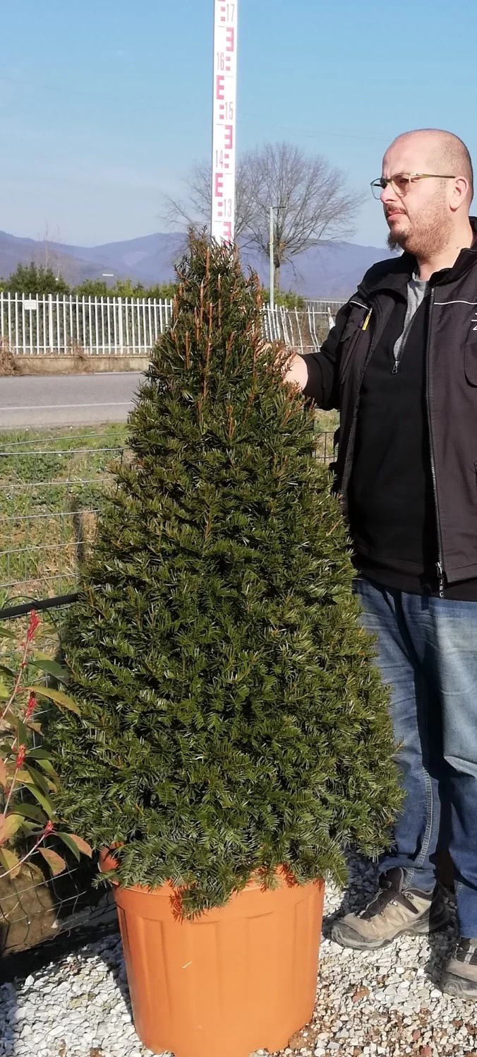 TAXUS BACCATA CLT 35 / 55 H 120 - 140 CM CONO