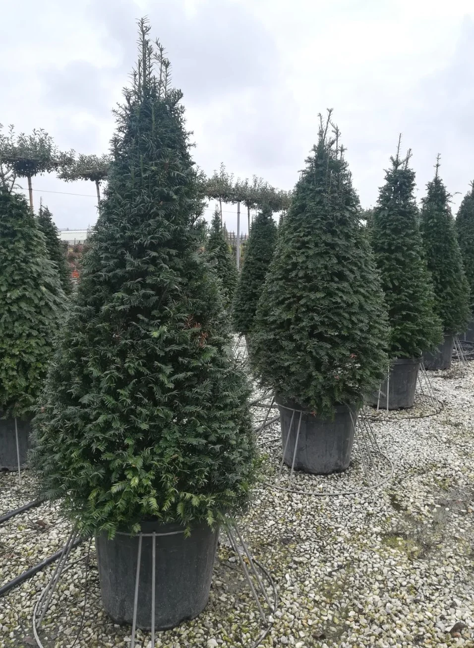 TAXUS BACCATA CLT 35 / 55 H 140 - 160 CM CONO