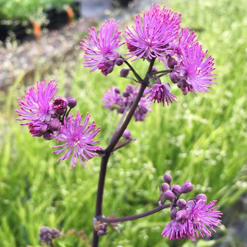 THALICTRUM Black Stockings - Image 3
